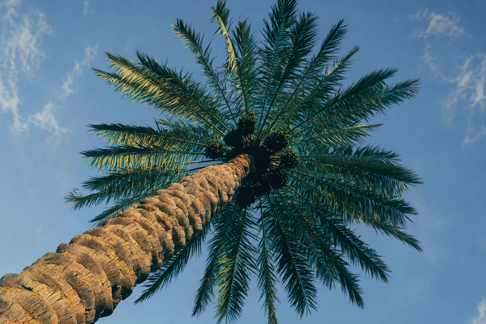 A date palm seen from directly beneath, its fronds spreading against a clear blue sky with the trunk rising through the frame.